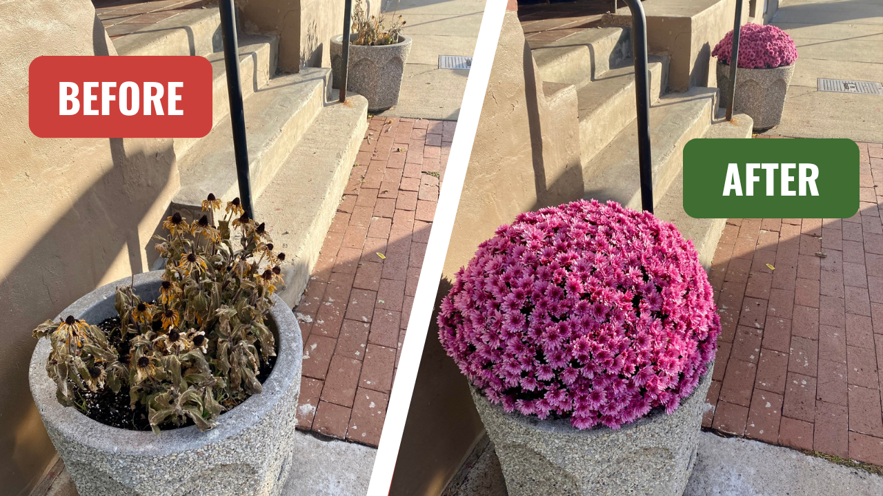 October Mums on Andrews