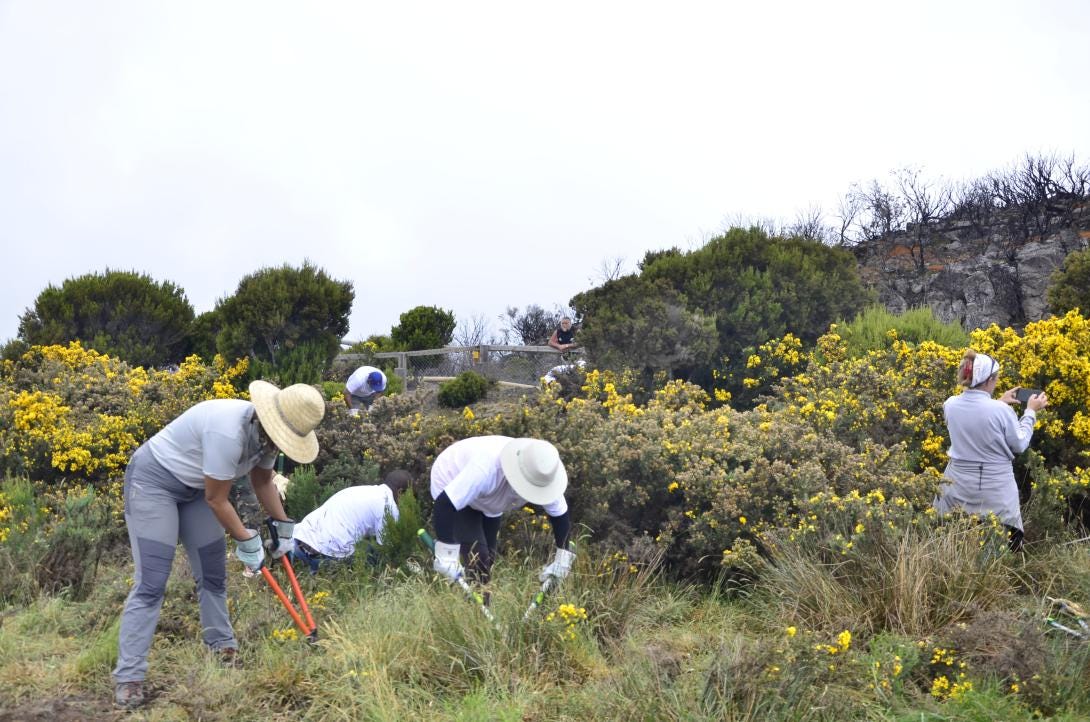 Photo d’un groupe de personnes munies de sécateurs coupant les ajoncs lors d’un chantier participatif au Massif du Maïdo à la Réunion. Les personnes sont penchées, entourées de buissons d’ajoncs et portent des chapeaux et des gants