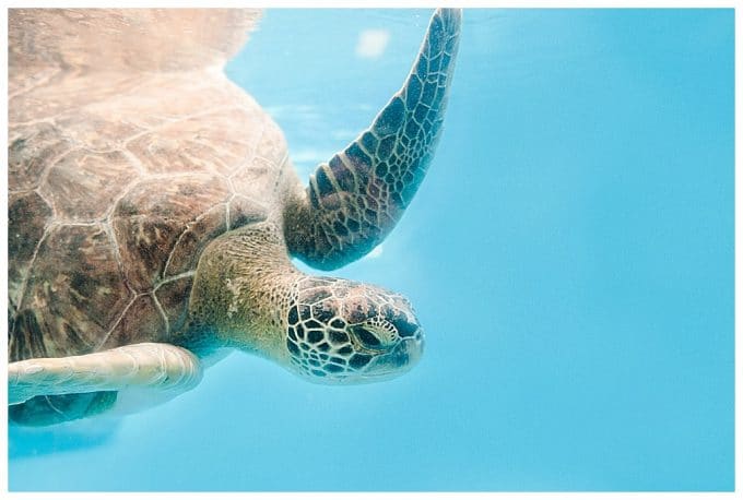 A sea turtle coming in from the left side of the frame. There is negative space of bright blue sea water on the right. 