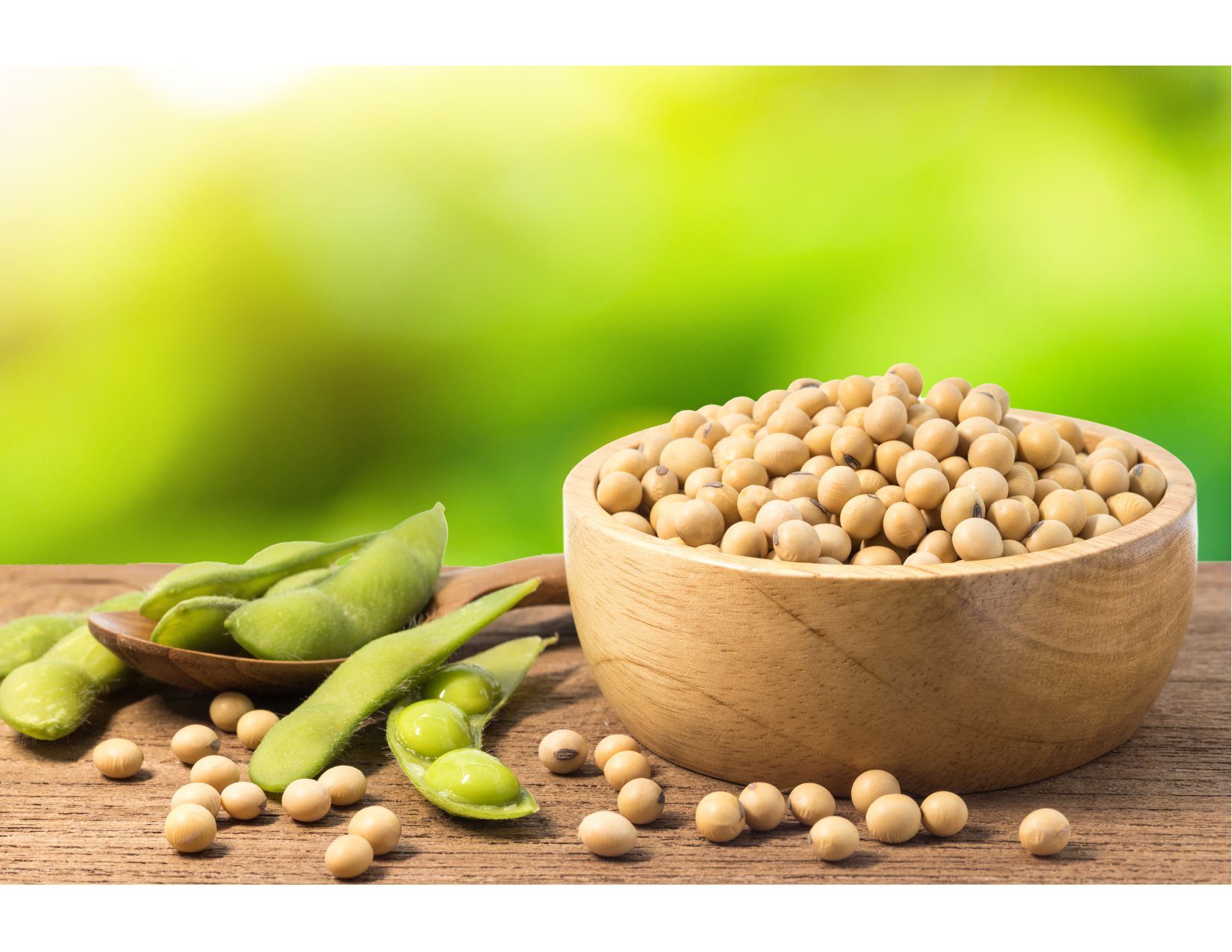 soybeans contain lectins