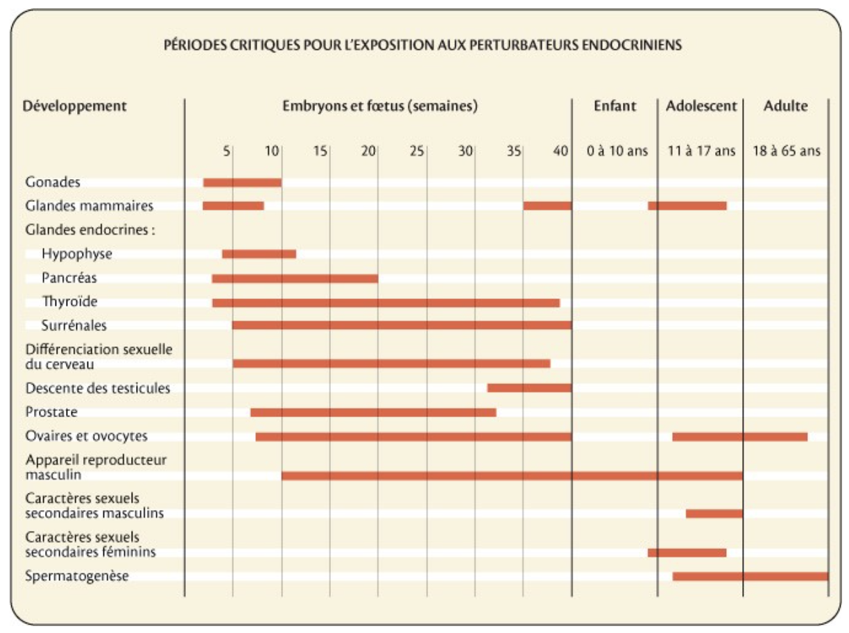périodes critiques pour l'exposition aux perturbateurs endocriniens