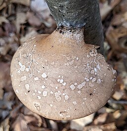 Birch Polypore Mushroom