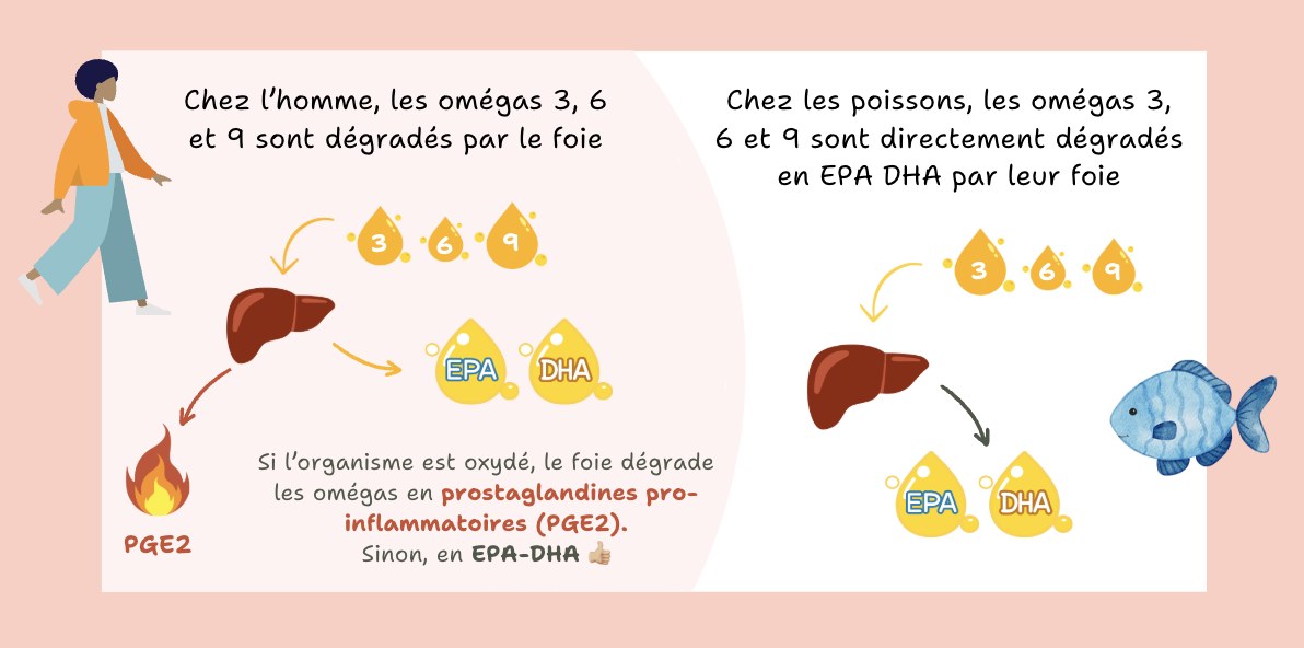 Les omégas 3 6 9 et EPA DHA naturopathie prostaglandines