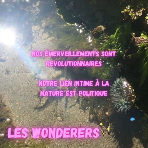 Photo d'une anémone verte illuminée par un rayon de soleil à travers l'eau translucide. En rose fluo on peut lire le texte: Les Wonderers, Nos émerveillements sont révolutionnaires, notre lien intime à la nature est politique.