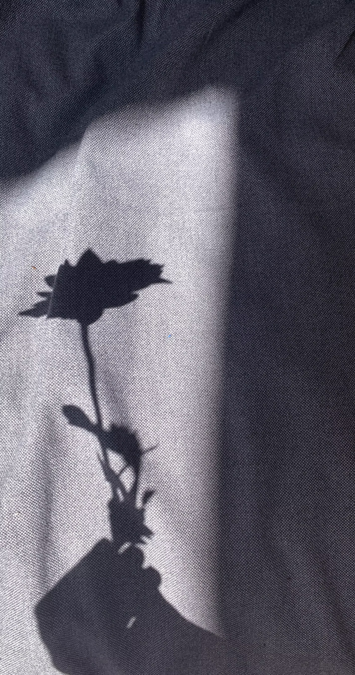 shadow of flower