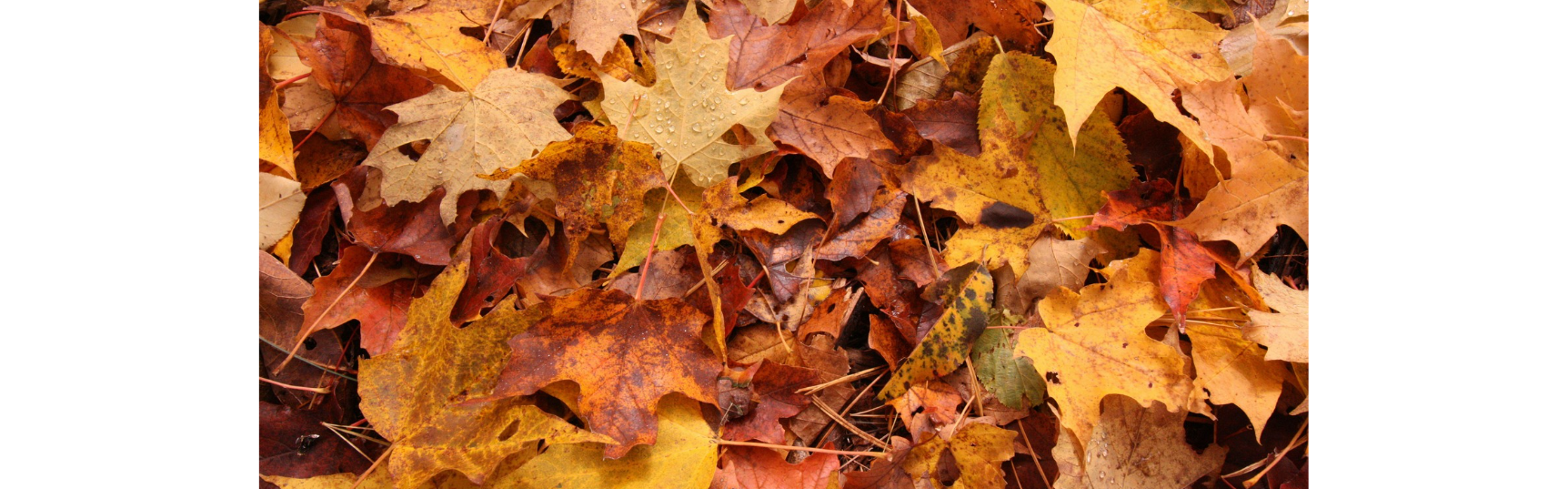 fall leaves