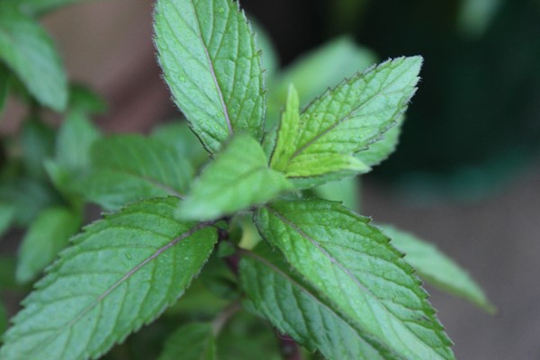 Picture of peppermint plant