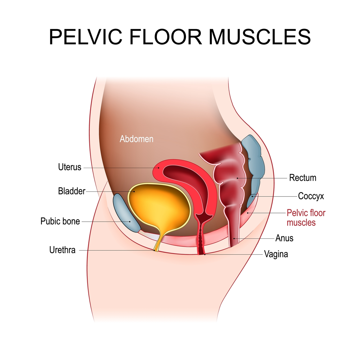 female pelvic floor support muscles