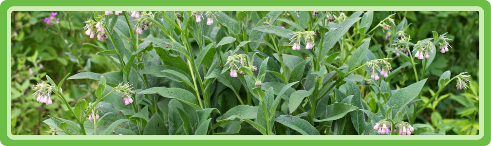 Smeerwortel als groenbemester onder fruitbomen