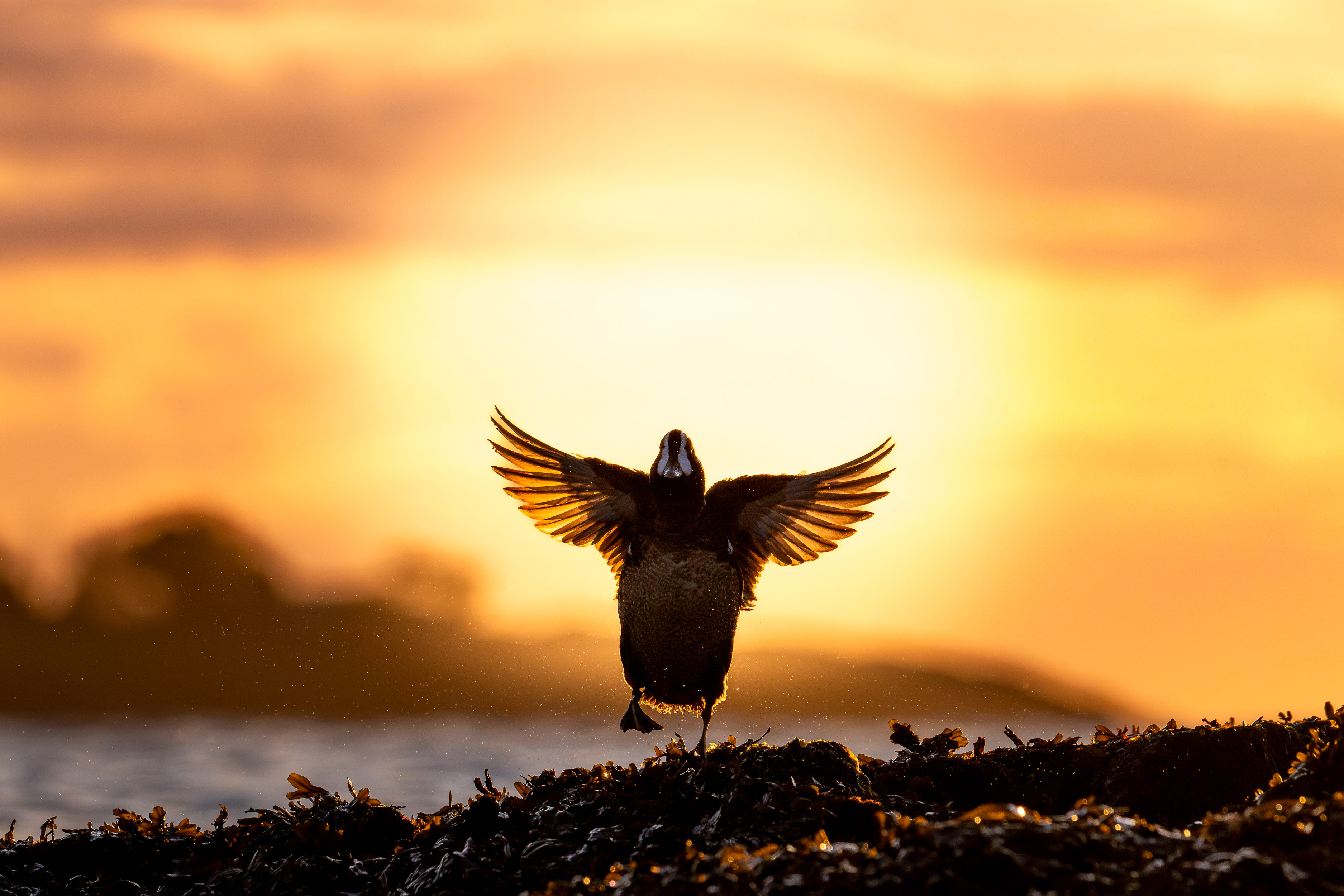 Harlequin Duck at sunrise
