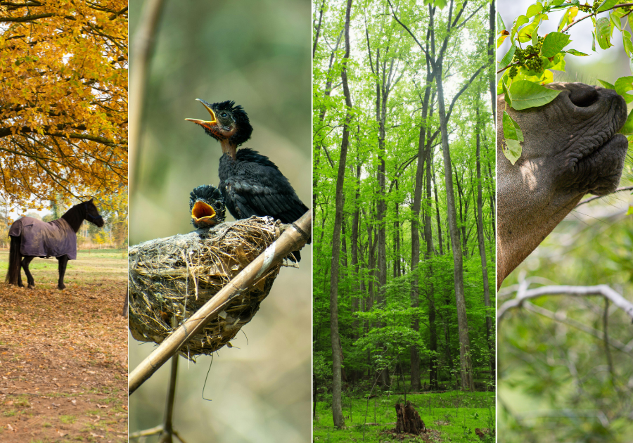 Bomen in paardenhuisvesting, belangrijk voor biodiversiteit, andere dieren en natuurlijk paardengedrag.