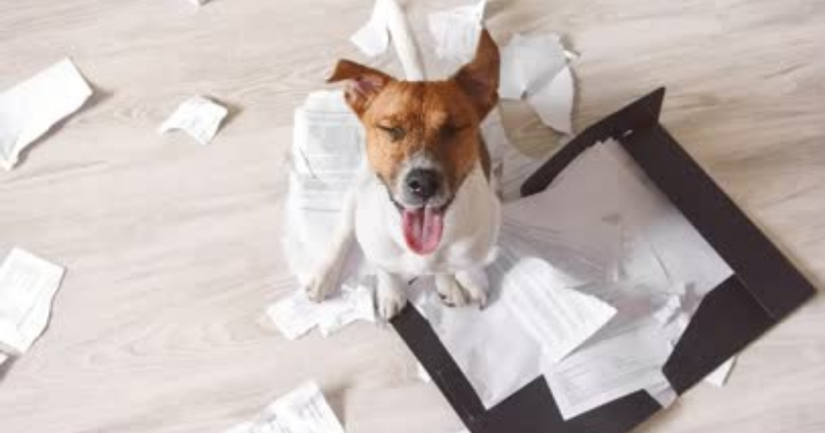 Chien qui a mangé des papiers à la maison