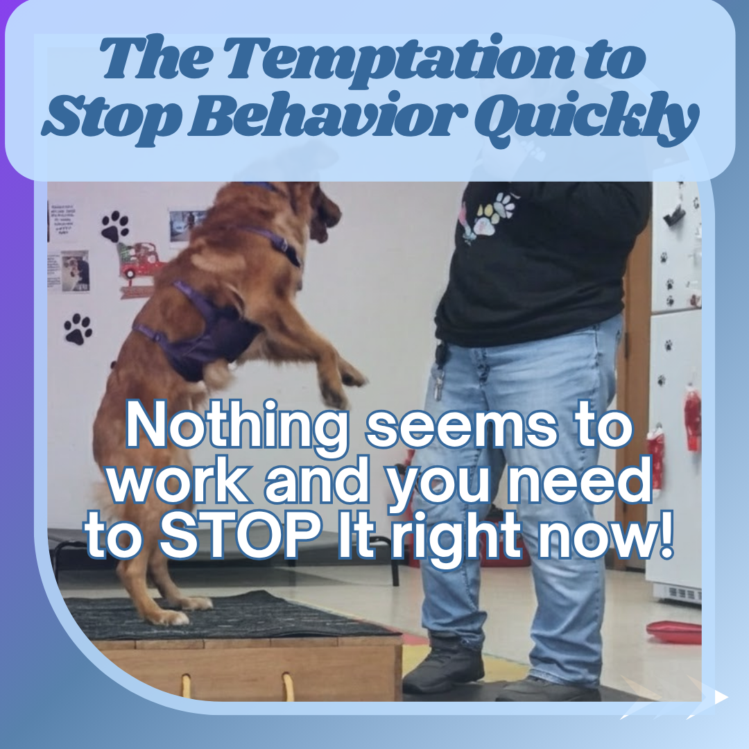 Red Golden Retrieve jumps at human with caption that reads "Temptation to Stop Behavior Quickly!"
