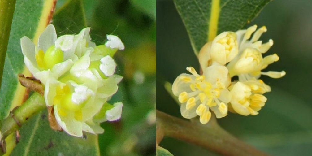 Vrouwelijke en mannelijke bloemen op een lauriertak (Laurus nobilis)