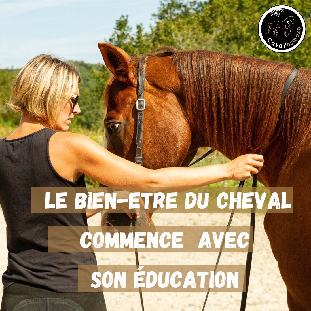 Le bien-être du cheval commence avec son éducation 