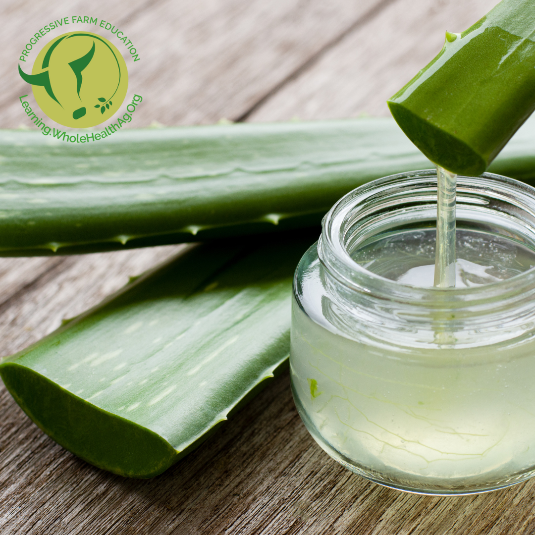 You can make your own gel but cutting a stem, allowing the bitter juices to run out first, then take the thicker gel to use for topical applications.