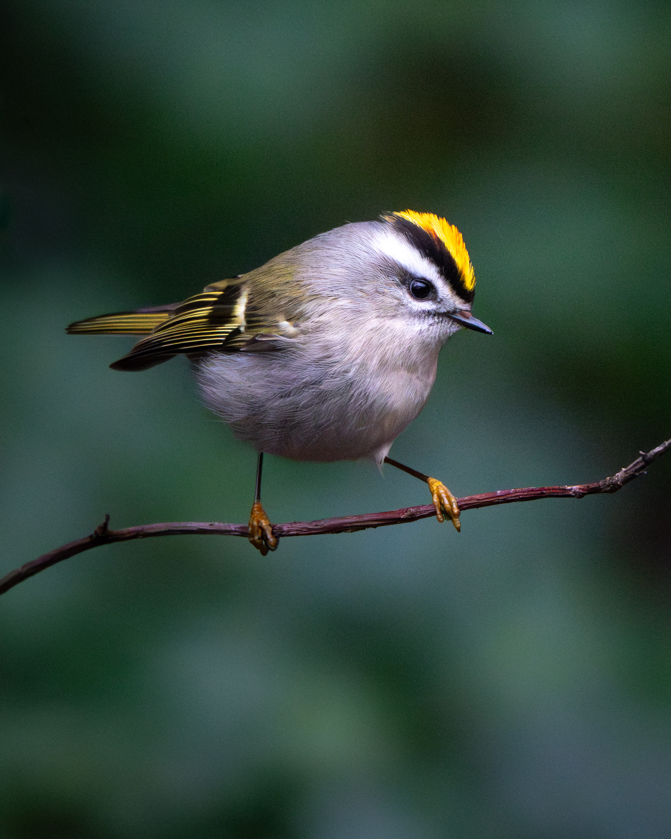golden crowned kinglet with heavy Denise