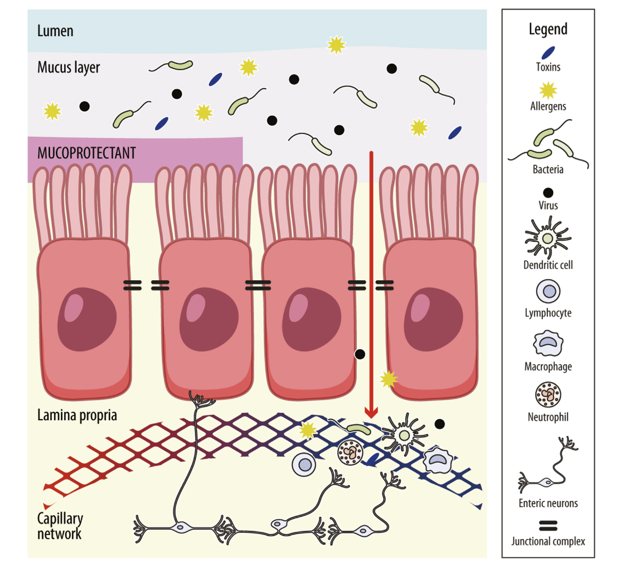 perméabilité intestinale SII
