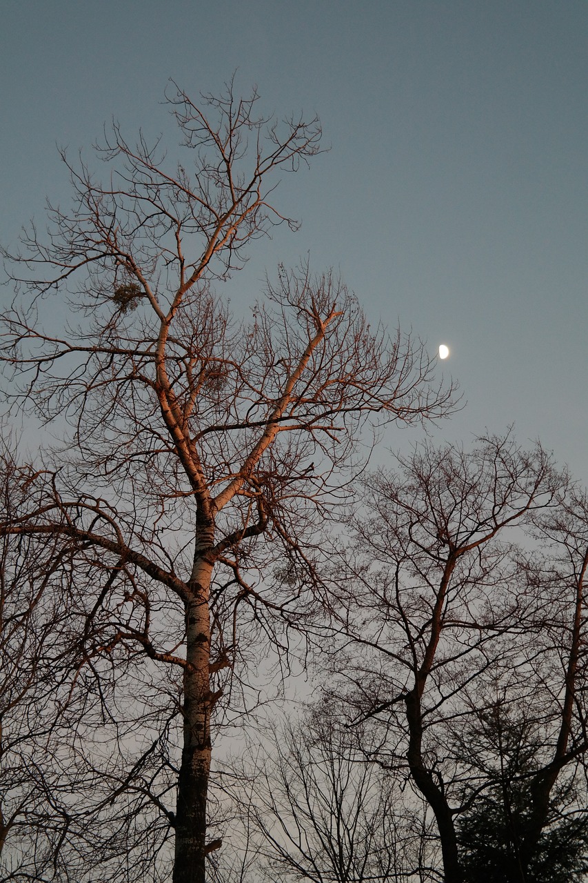 Image of poplar tree by Hans from Pixabay