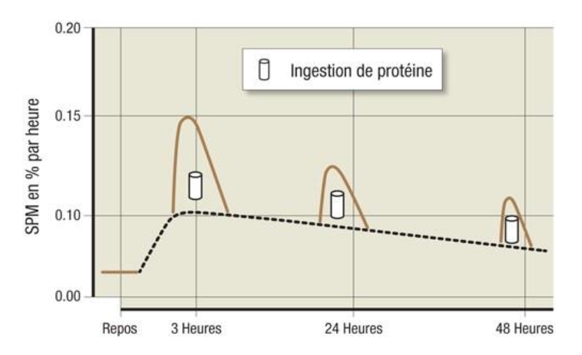 Reconstituer protéines sport de résistance