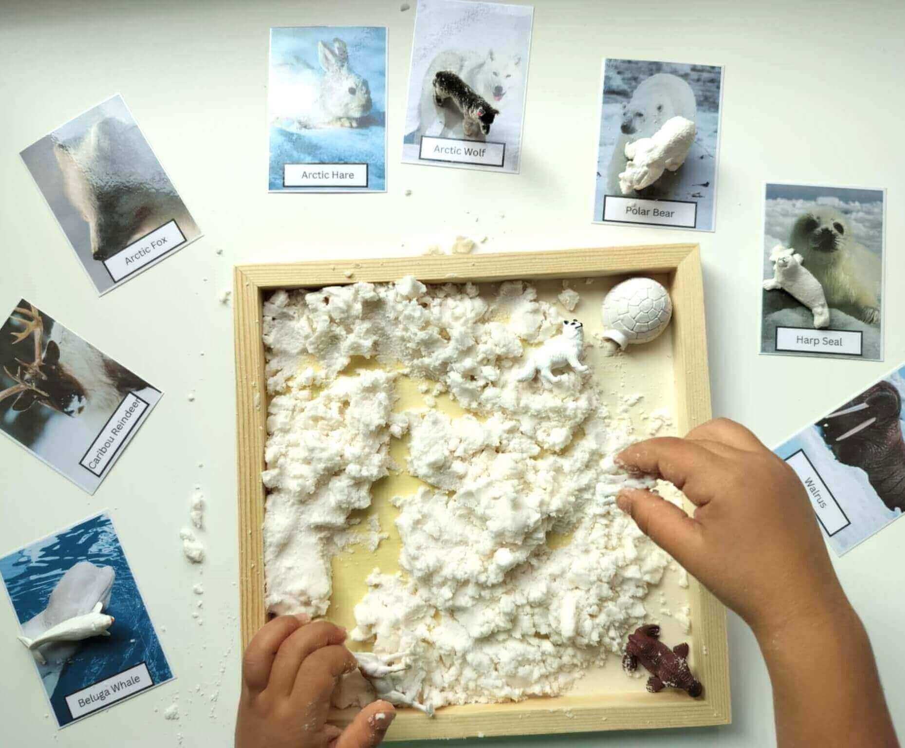 sensory snow arctic animals