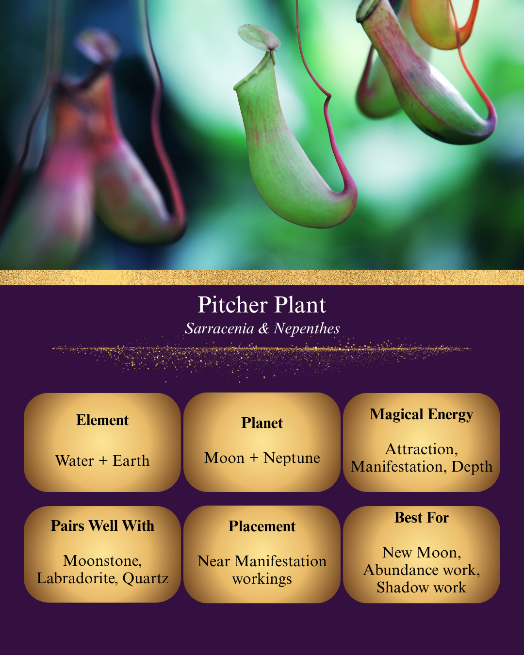 A digital graphic titled "Pitcher Plant (Sarracenia & Nepenthes)" featuring a soft-focus image of green and red hanging pitchers. Below, six gold boxes on a purple background detail its magical properties: Element (Water + Earth), Planet (Moon + Neptune), Magical Energy (Attraction, Manifestation, Depth), Pairs Well With (Moonstone, Labradorite, Quartz), Placement (Near Manifestation workings), and Best For (New Moon, Abundance work, Shadow work).