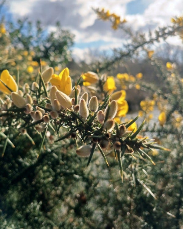 Photo en gros plan d’un branche d’ajonc épineuse chargée de bourgeons velus