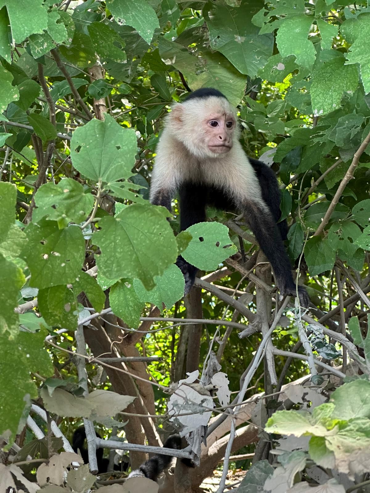 Monkey in the trees at the Palo Verde boat tour