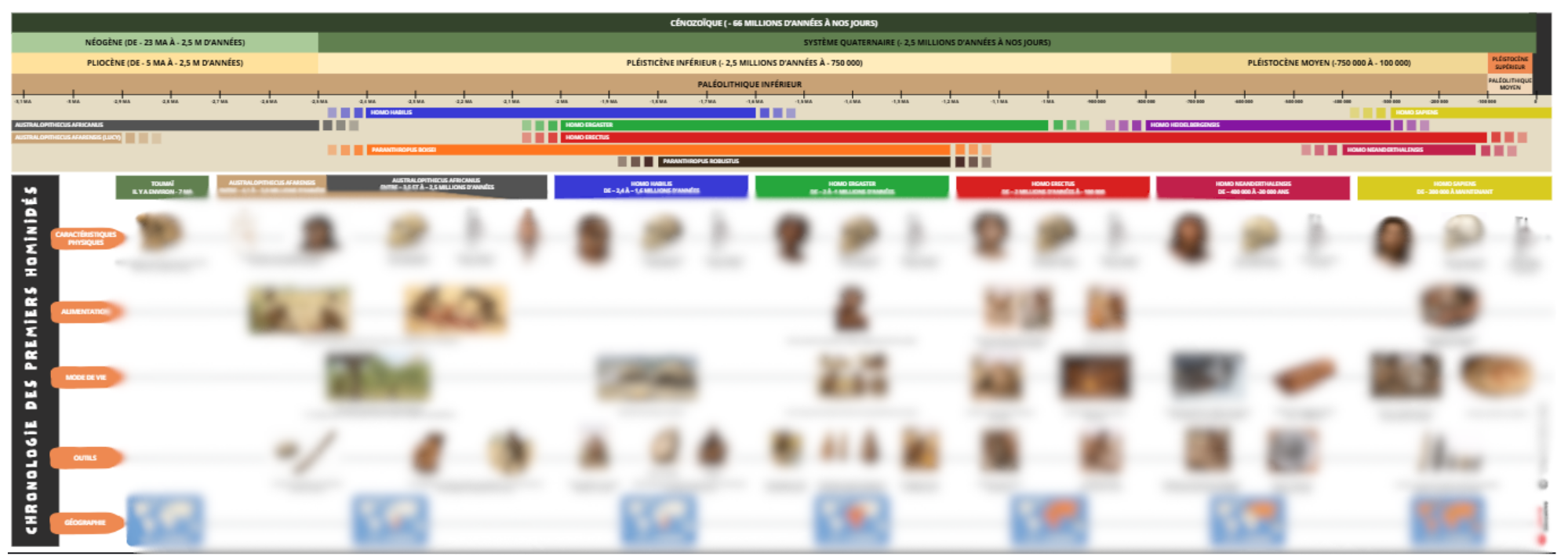 Timeline - Frise chronologique l'évolution de l'Homme (GR3)