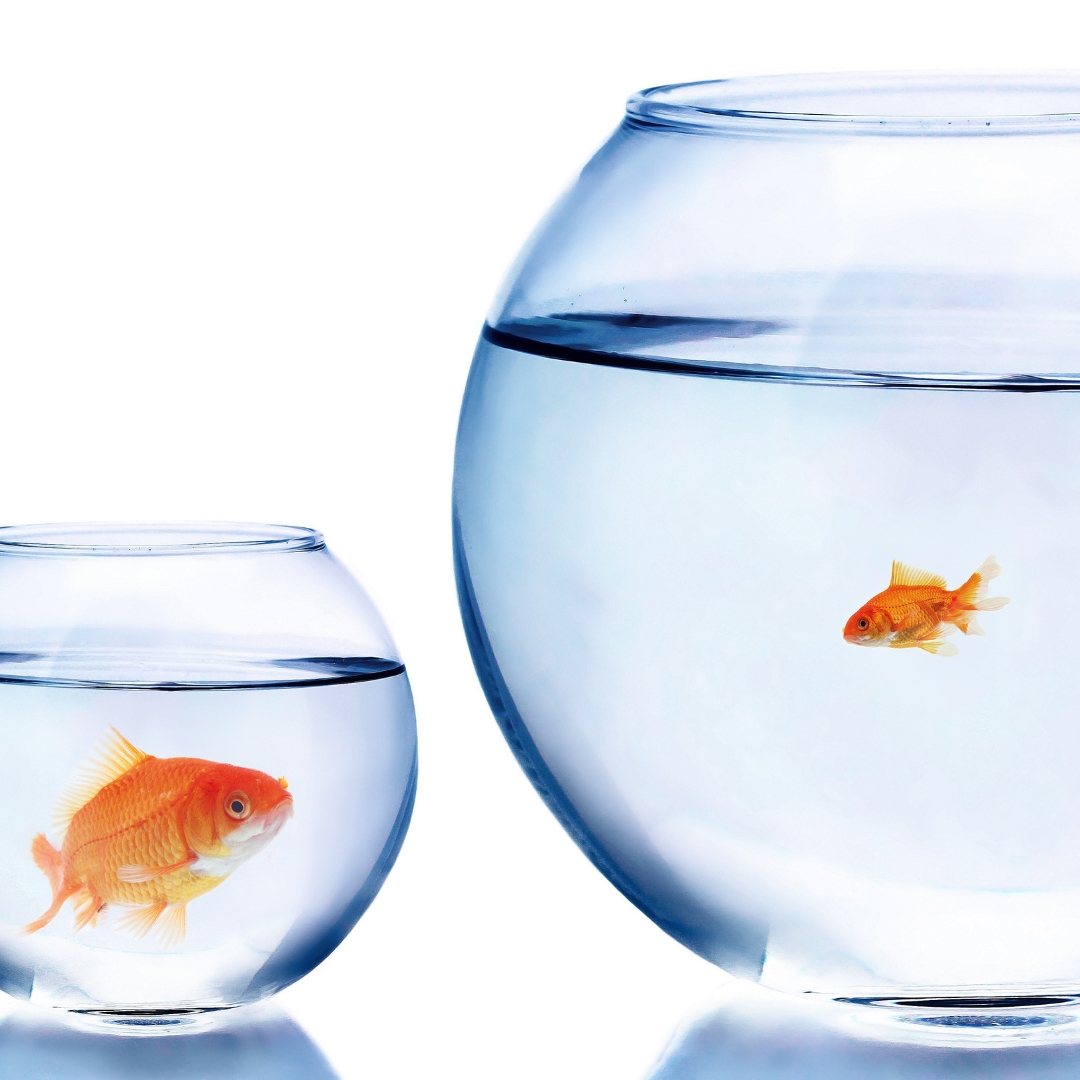 Un petit poisson rouge est dans un grand bocal et un gros poisson rouge est dans un petit bocal