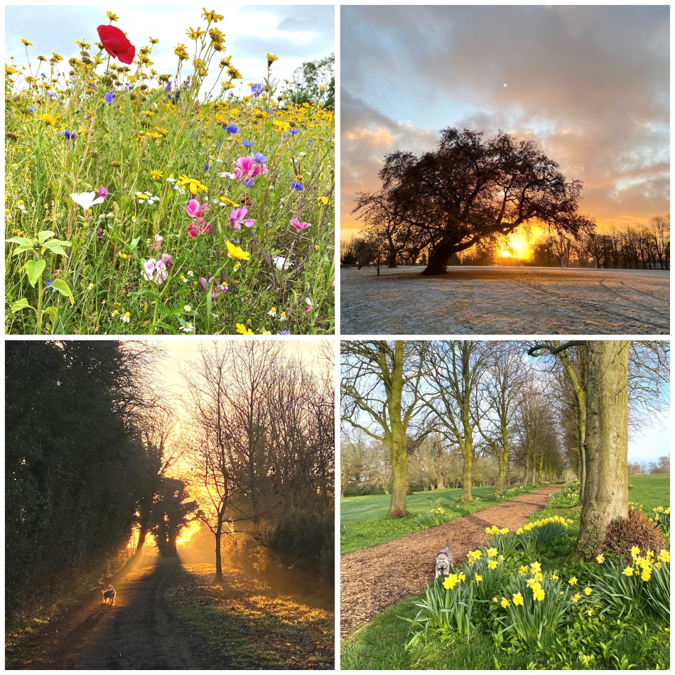 daily walk in nature to recharge creativity