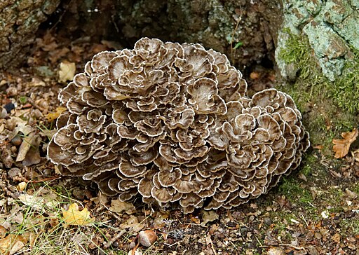 Hen of the woods mushrooms