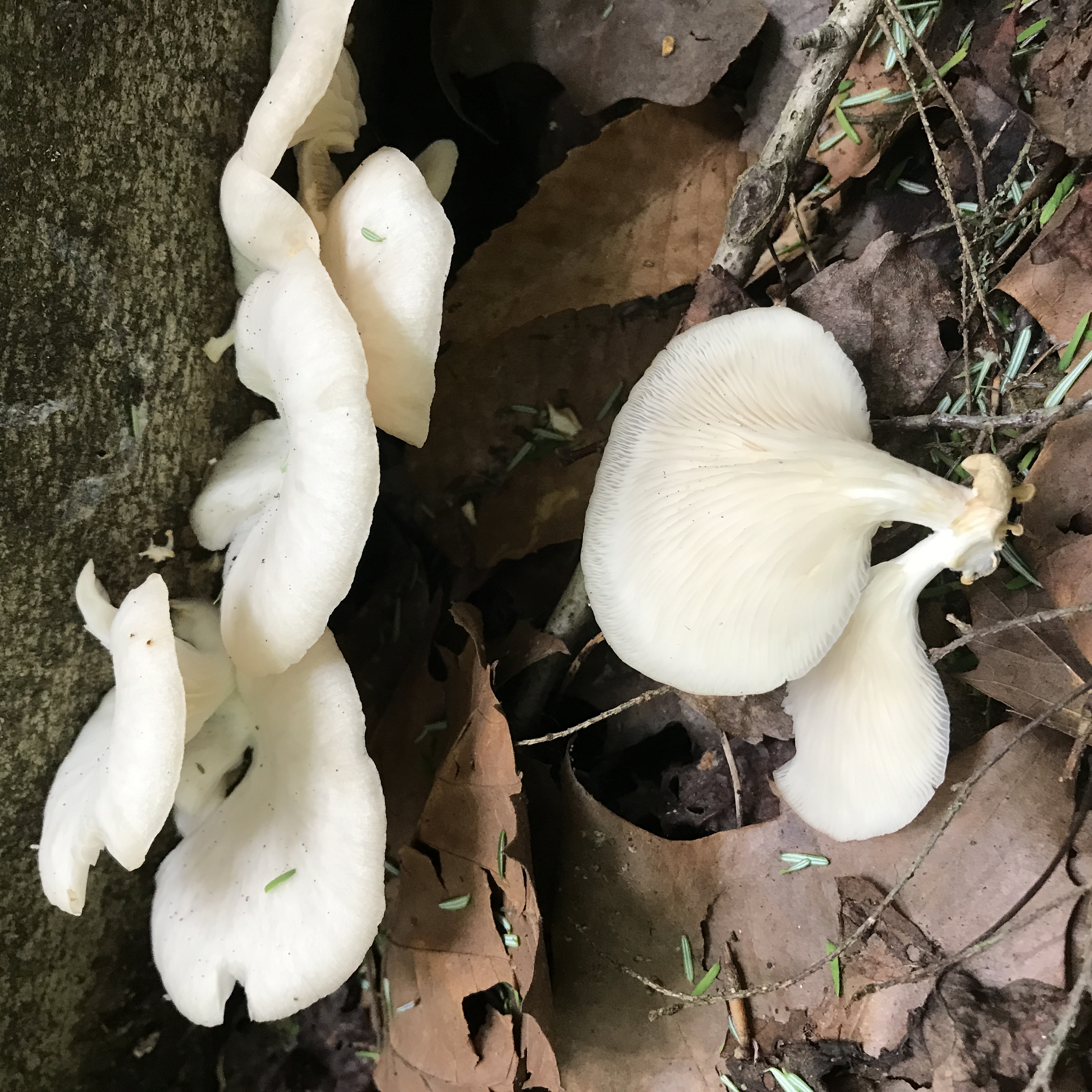 Oyster Mushrooms