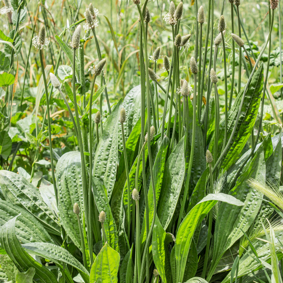 Plantain, one of nature's medicines for livestock
