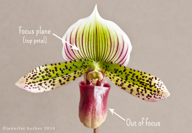 Pink and green orchid with the top plane in focus and the bottom two out of focus. 