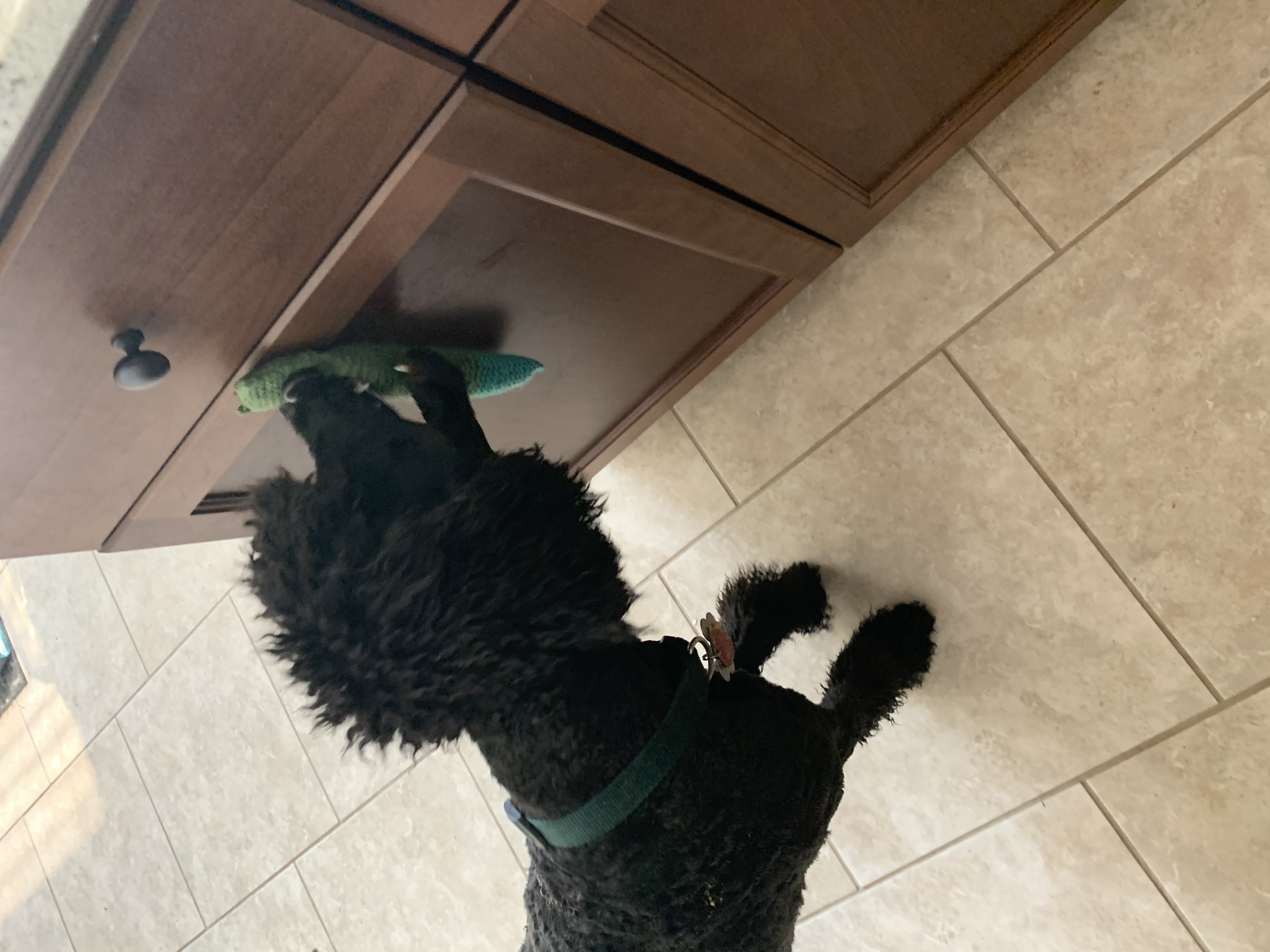 A blue Standard Poodle puppy pulling a door pull