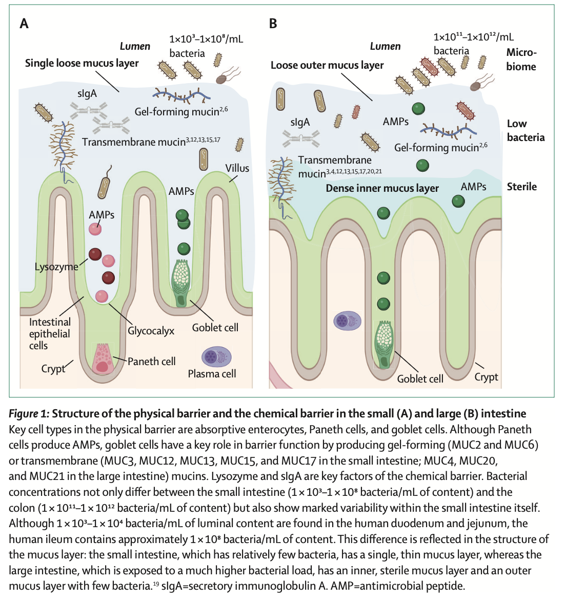 perméabilité intestinale 