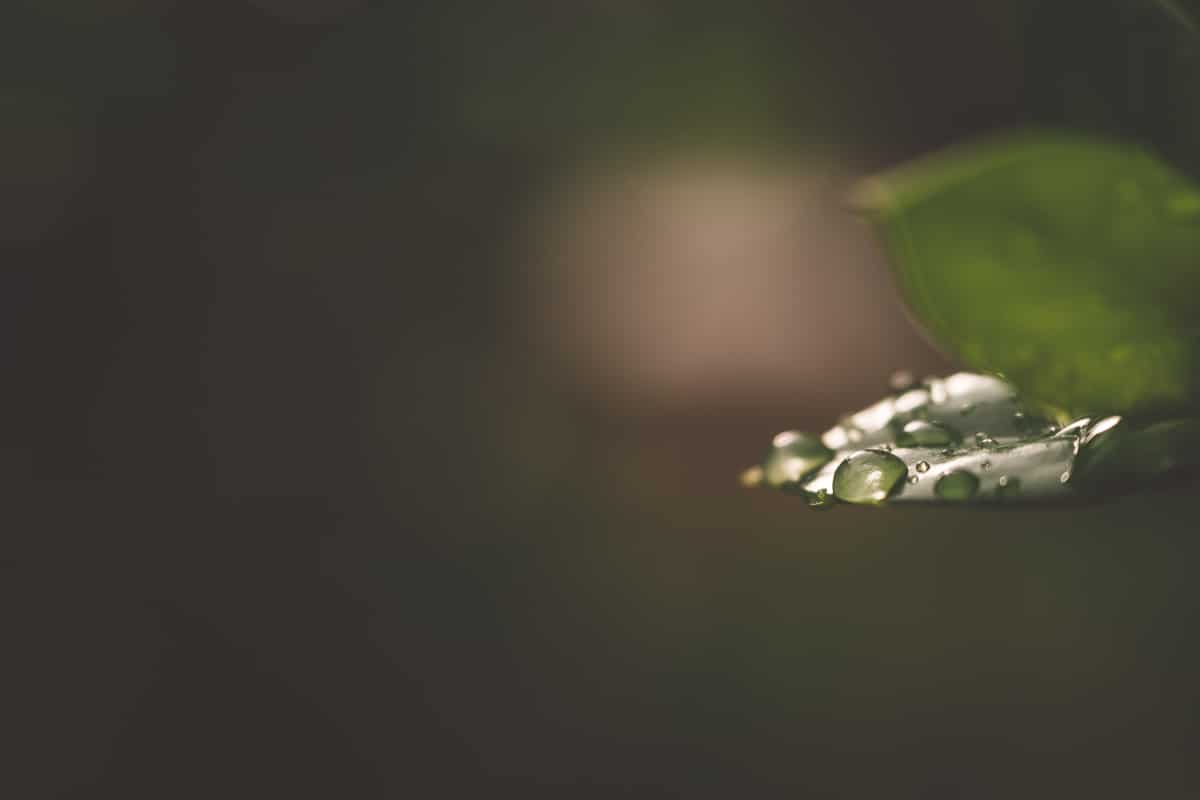 Green leaf with dew drops sitting on top.