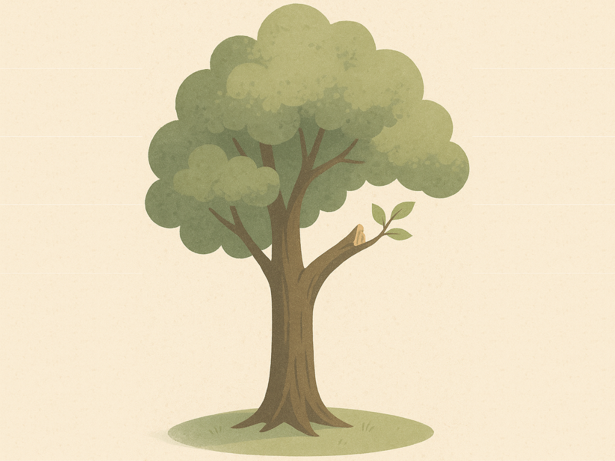 A tree with a missing limb, but new growth at the wound