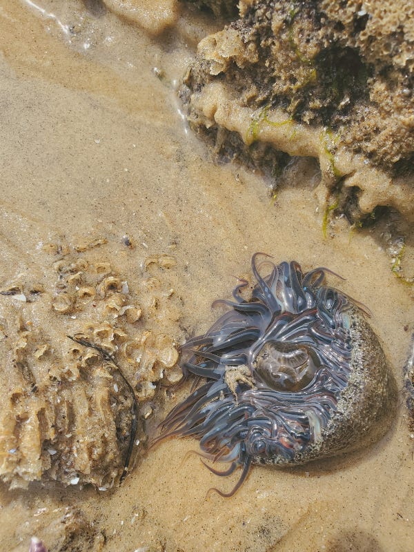 Photo d'une anémone à marée basse qui déploie ses tentacules mauves luisantes sur le sable clair.