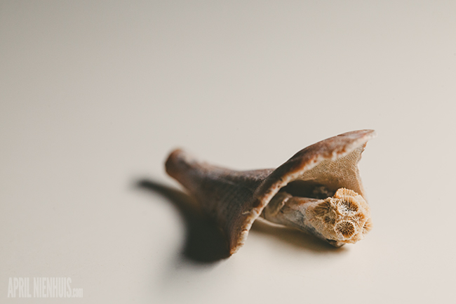 macro image of shell with a smaller f-stop