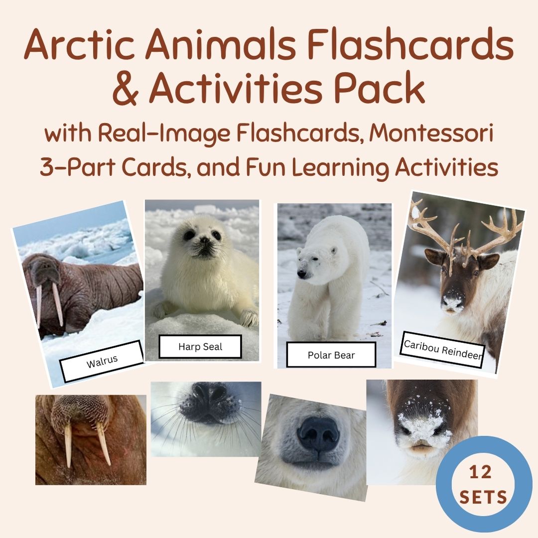 Arctic Animals Flashcards & Activities Pack