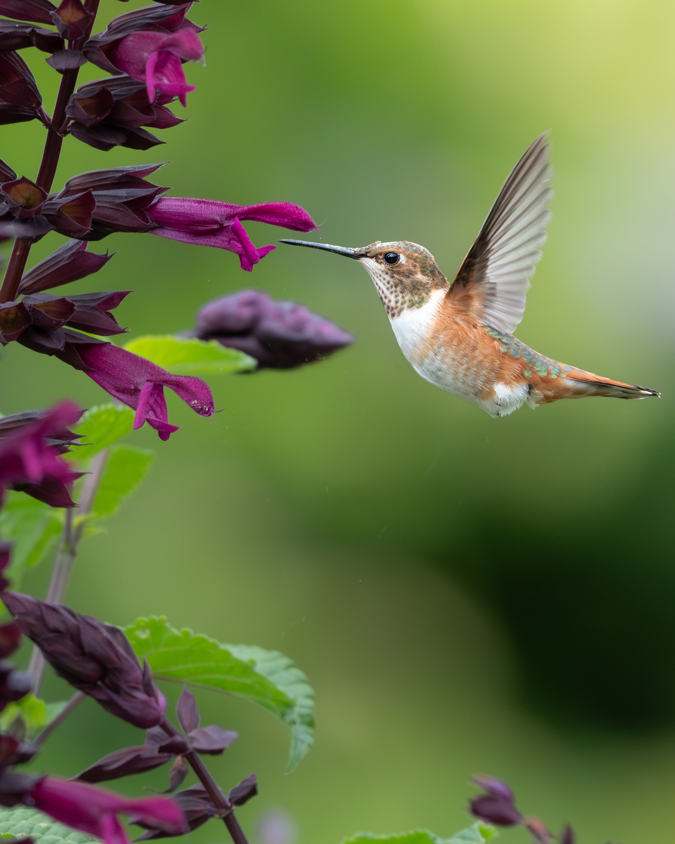 hummingbird in flight