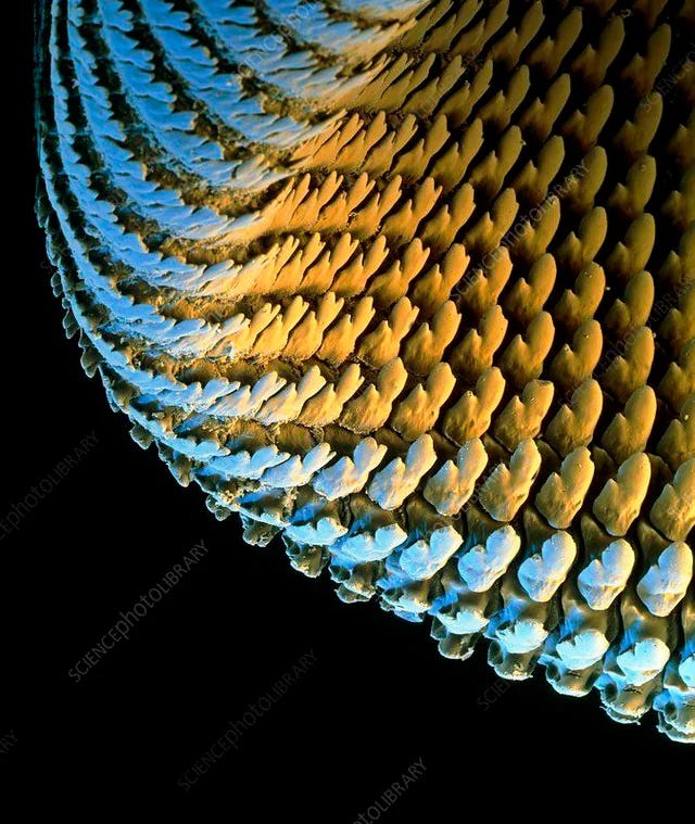 Langue de limace sous un microscope, on distingue des milliers de dents imbriquées