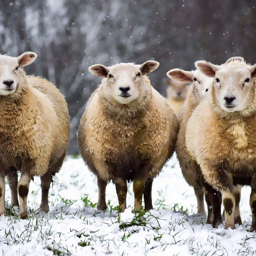 British Sheep in snow