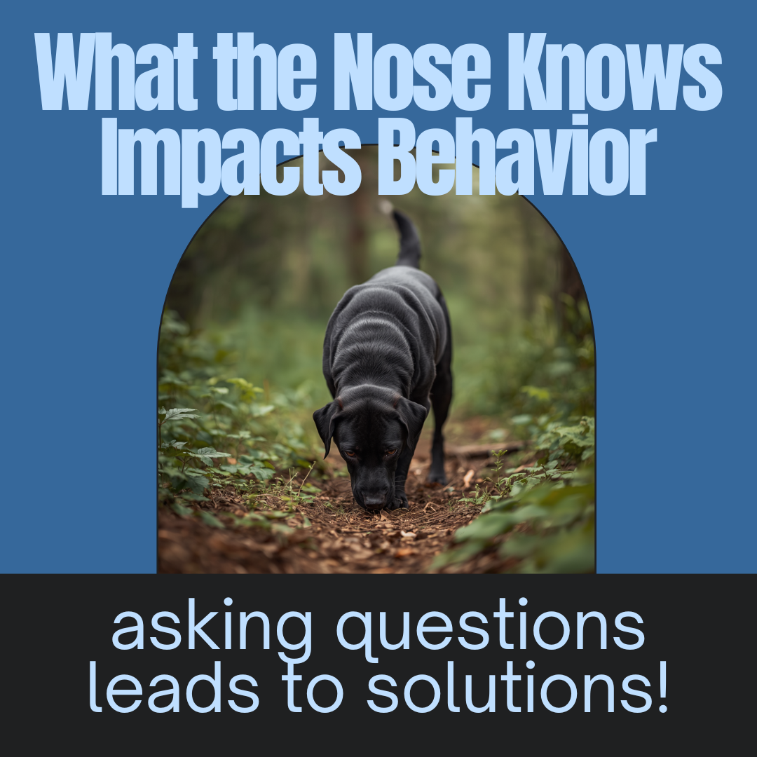 The Nose Knows Behavior, Asking questions leads to solutions