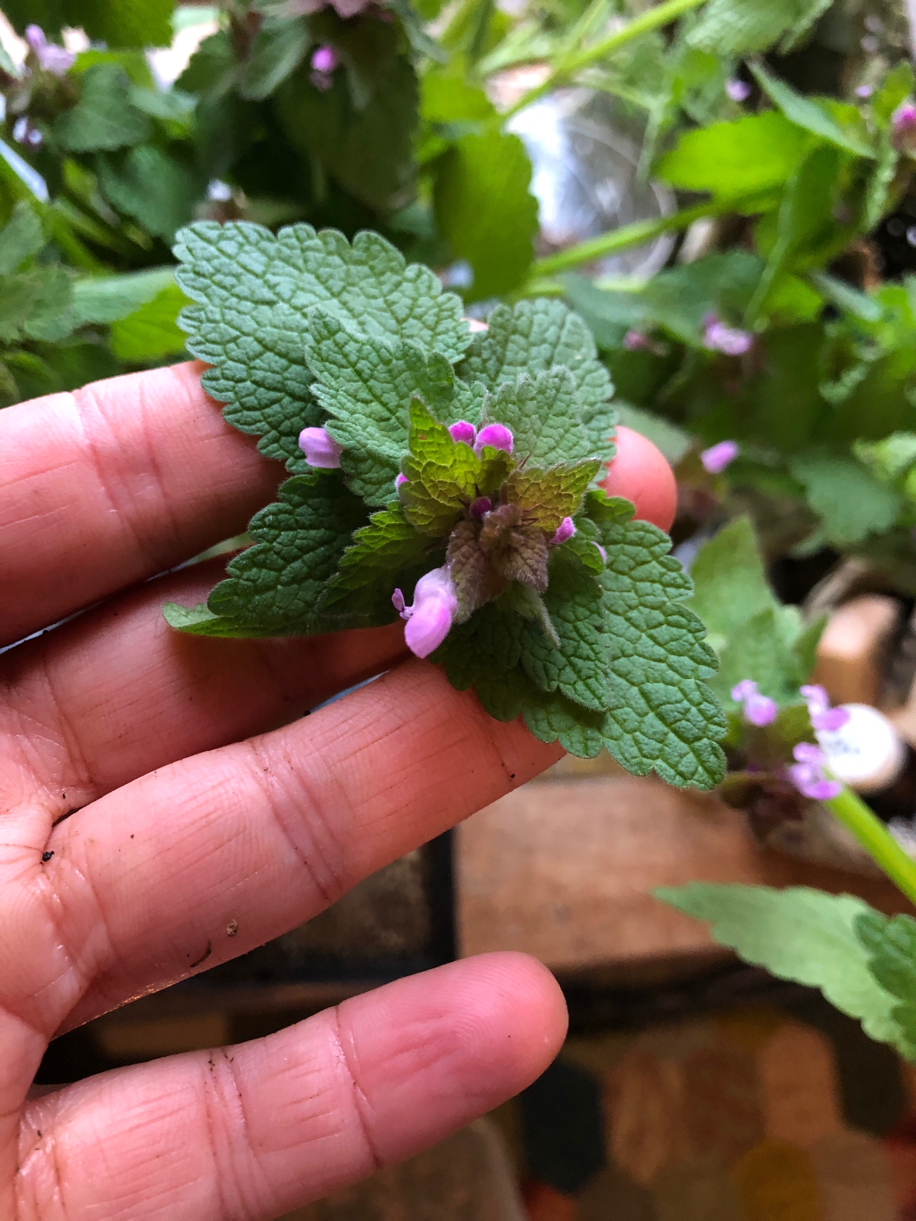 Dead Nettle - Lamium purpureum