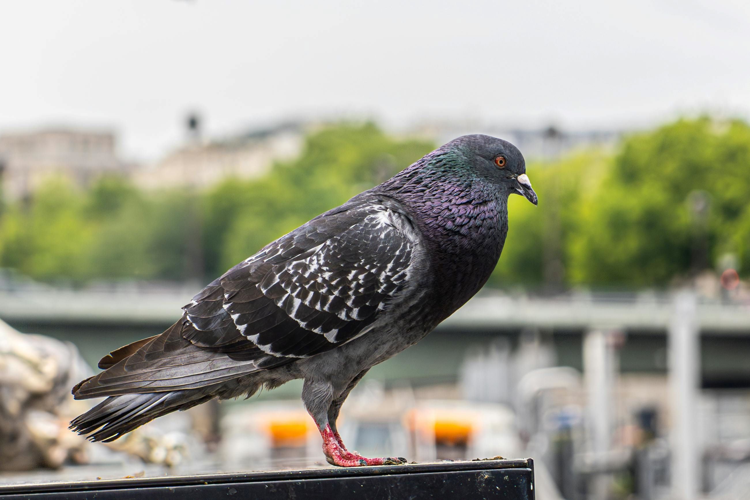 composition in photography