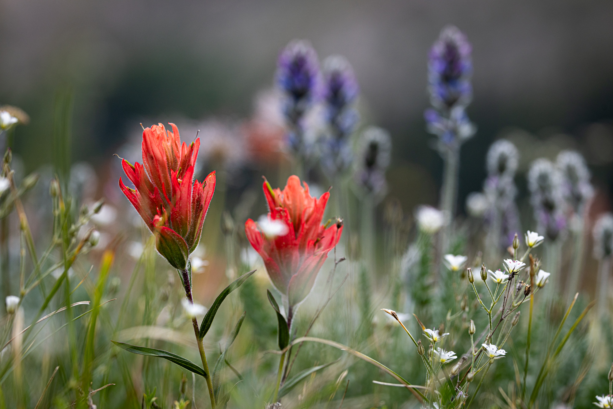 Colorado Wildflowers in a high alpine meadow