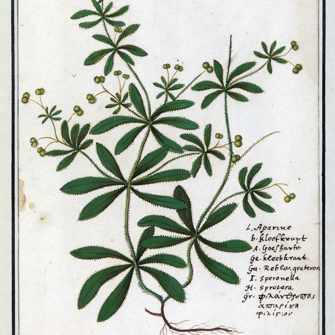 Cleavers or Galium Aparine for livestock health